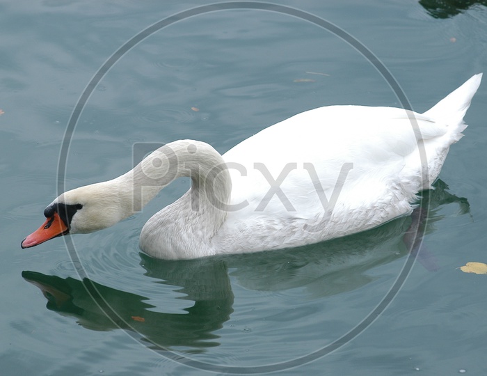 A Tundra Swan with its neck bent onto the water
