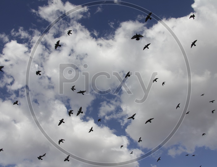 Pigeon birds flying in sky