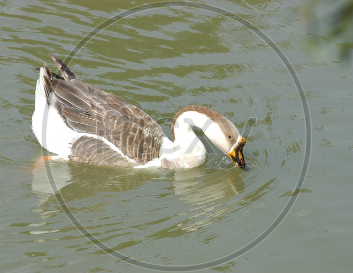 A Mallard Duck drinking pond water