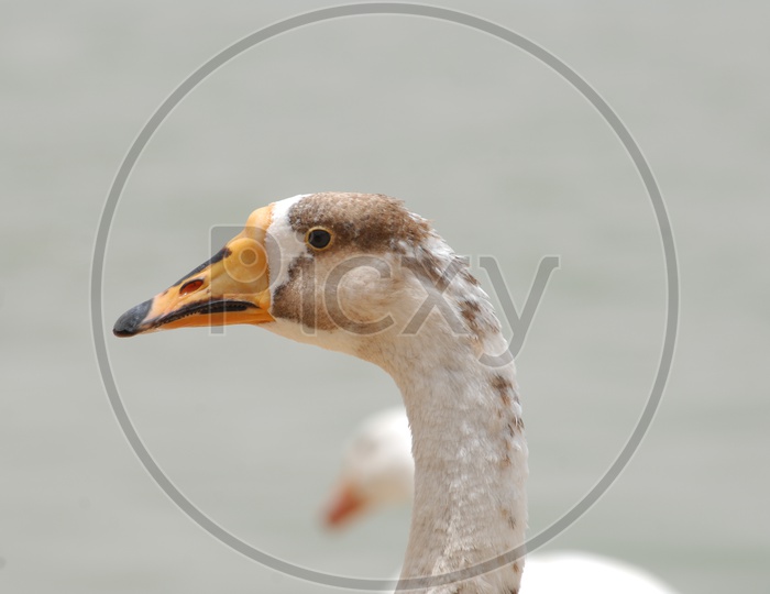 A Mallard Duck's neck