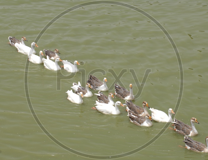 A Raft of Mallard Ducks on the pond water
