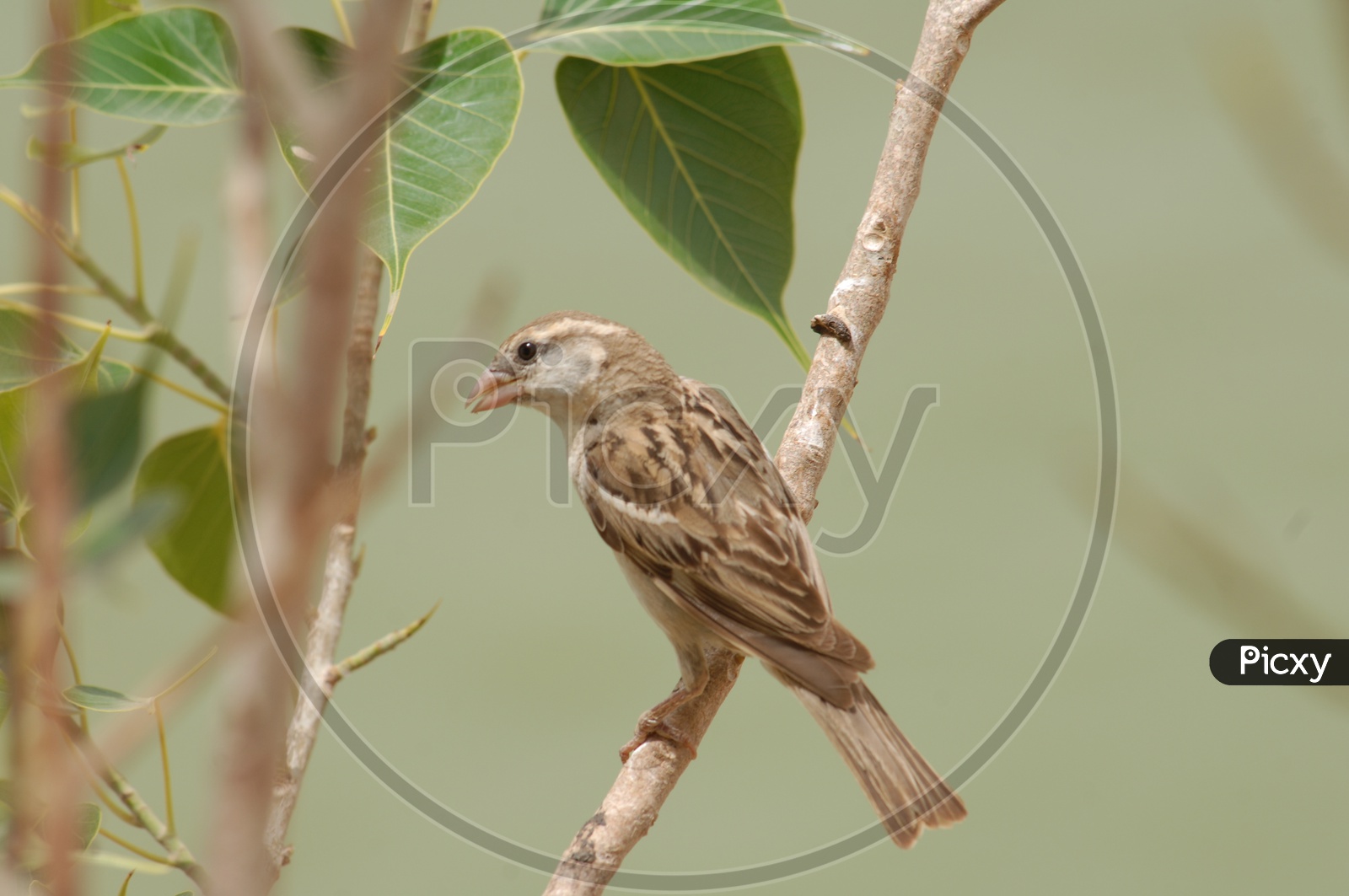 A house sparrow on the branch