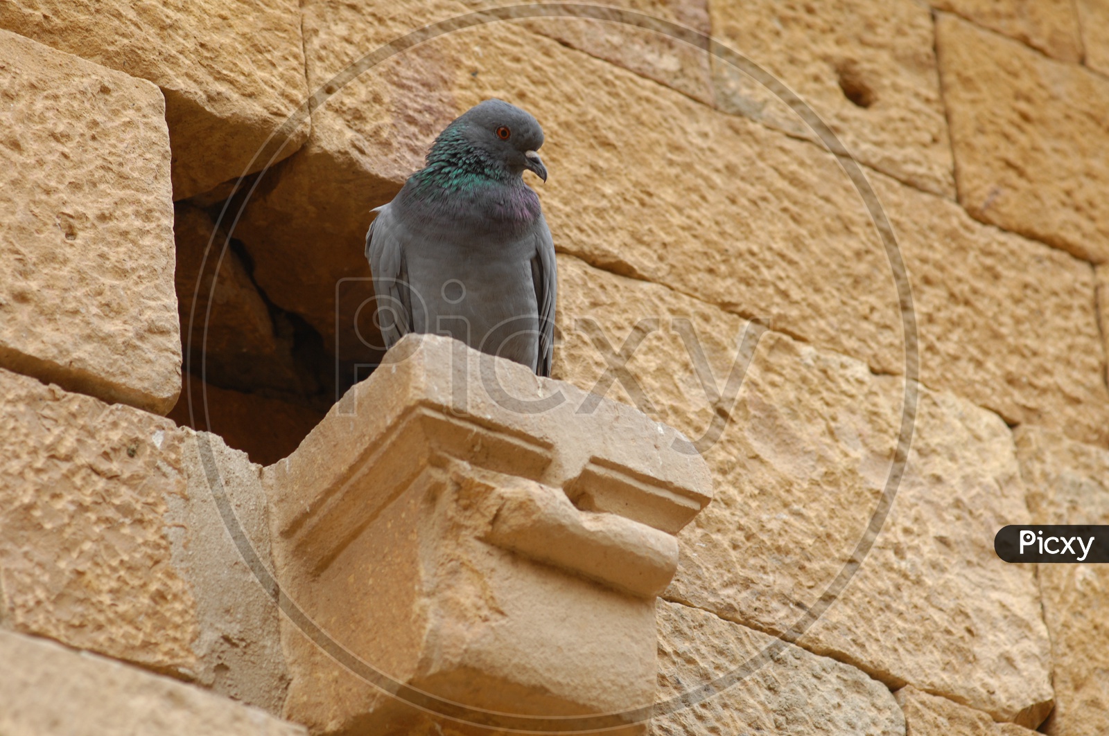 Pigeon bird standing on wall