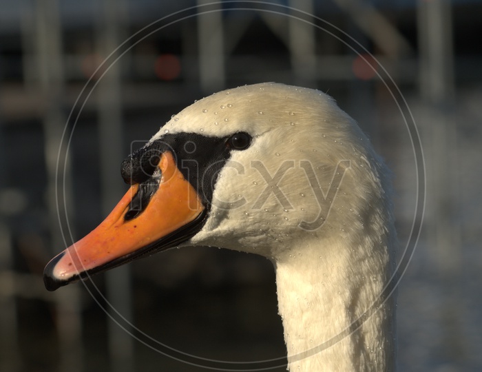 A Tundra Swan's beak