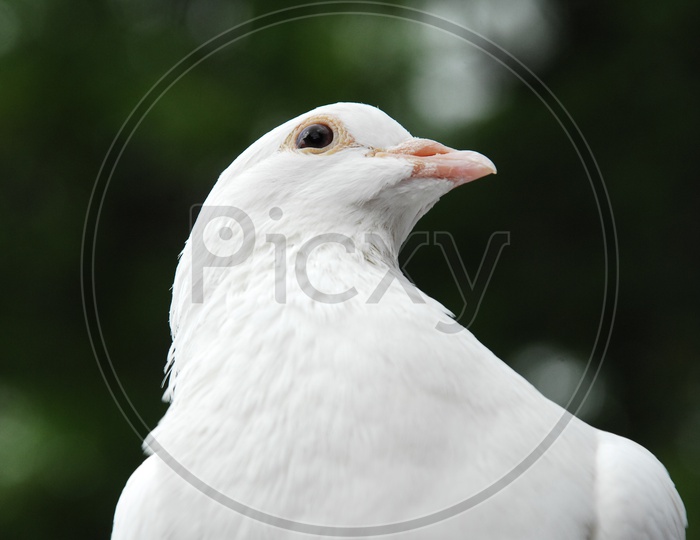 Closeup of a Dove's Head