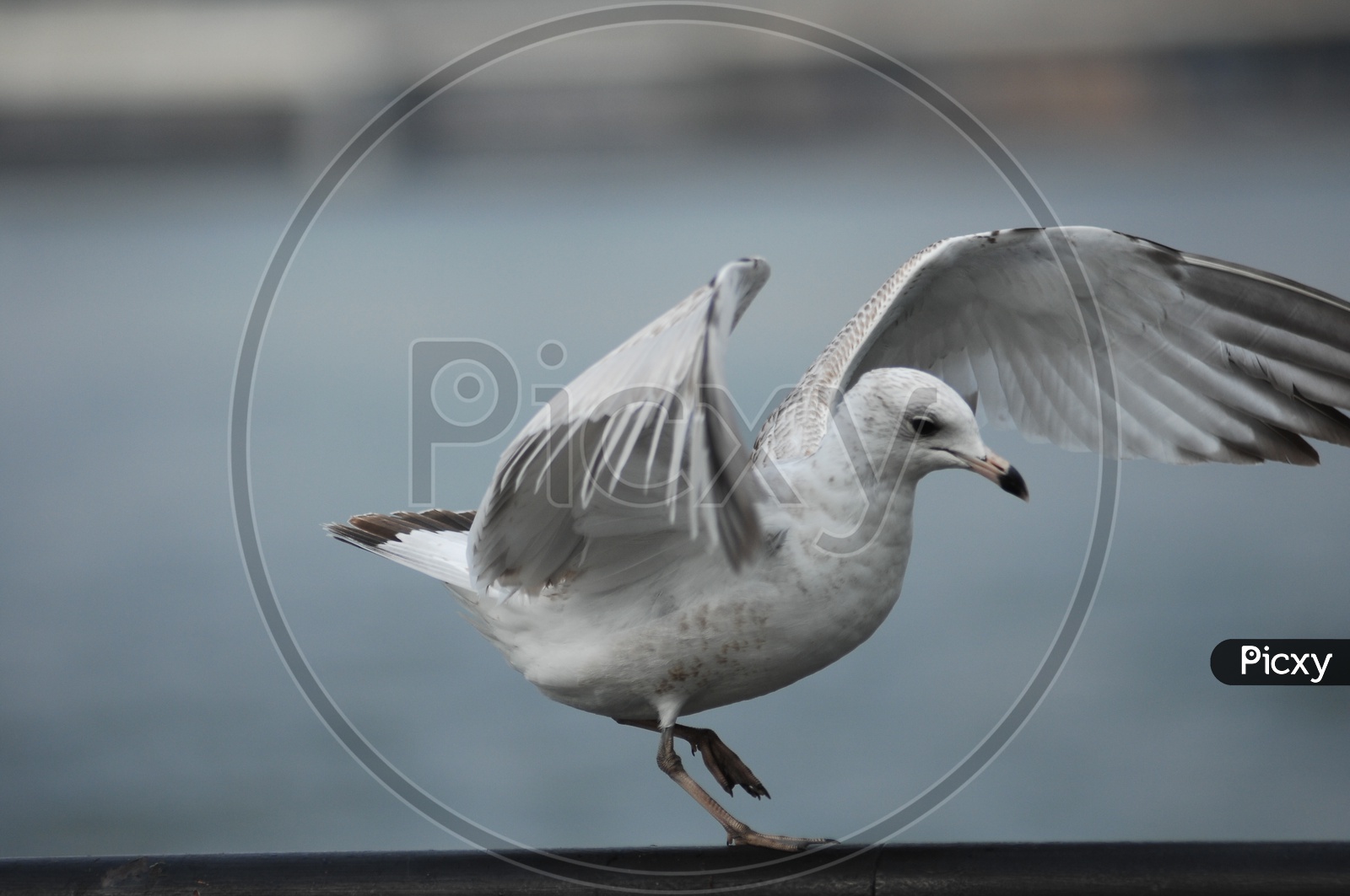 A Ring- billed gull with its wings widespread