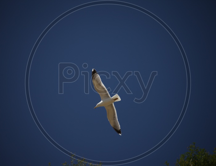 Kittiwake bird flying in sky