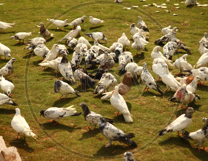 A Flock of Pigeon