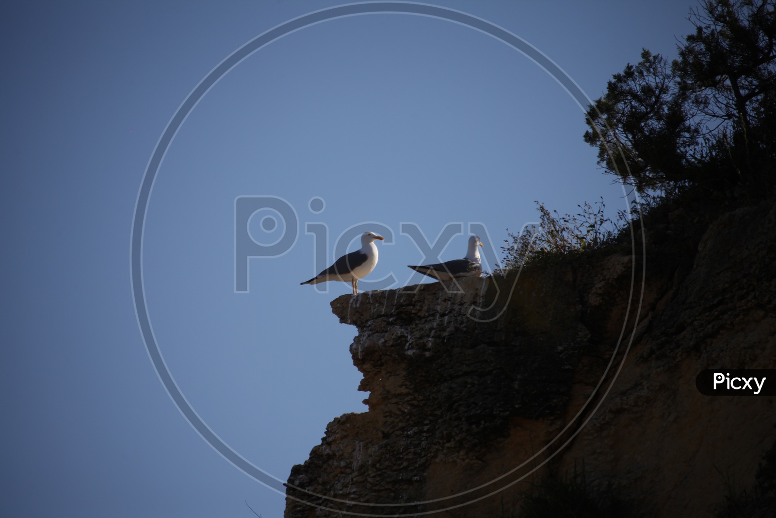 Sea gulls on a cliff