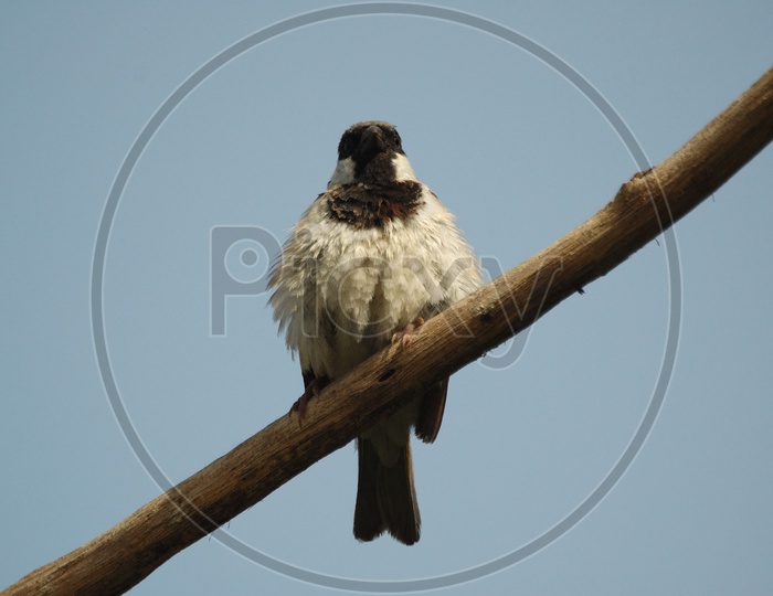 A House Sparrow on a tree branch
