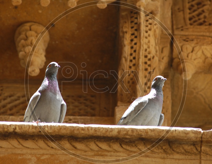 Pigeon birds on wall