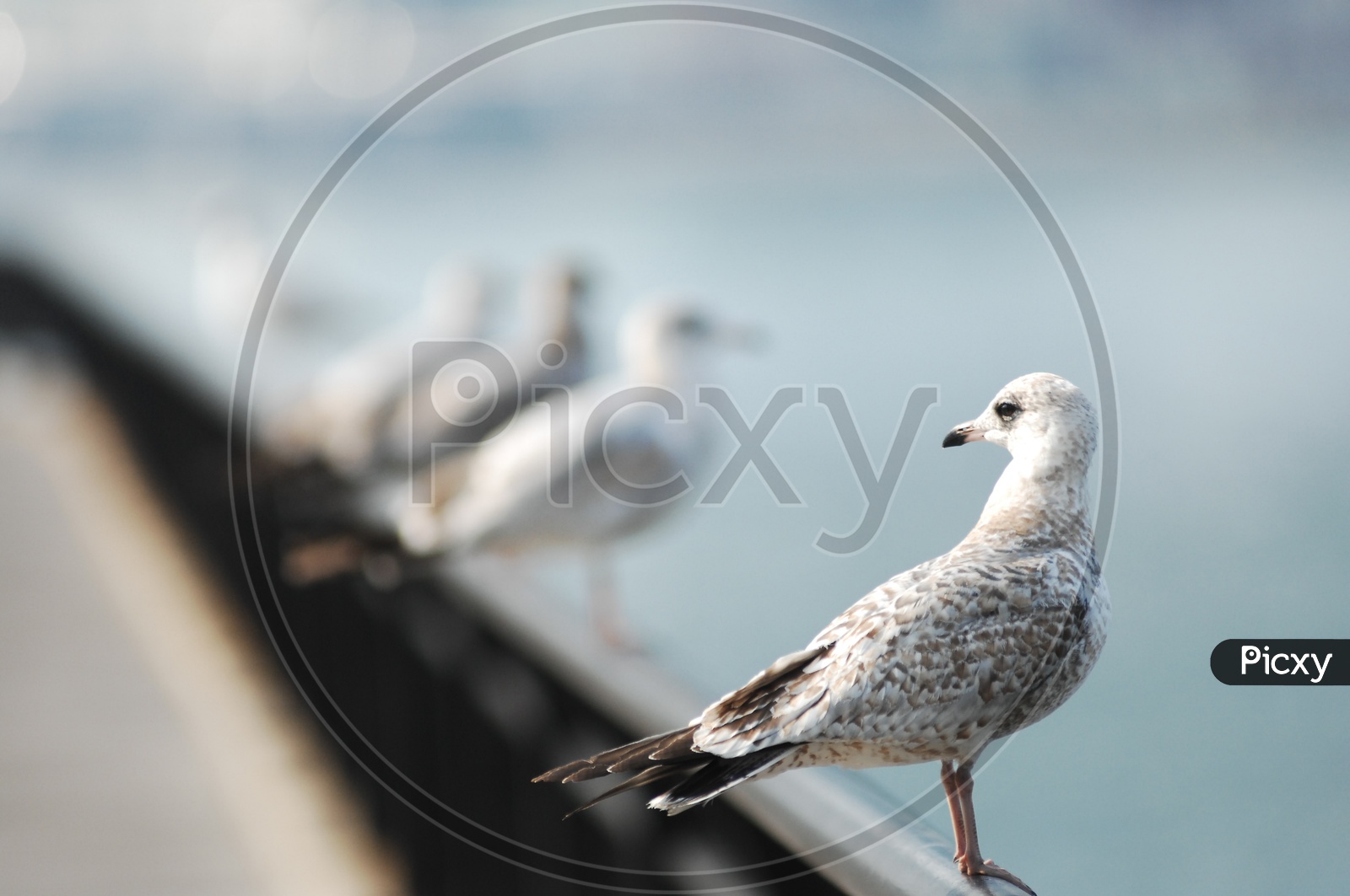 A Ring billed gull with its head turned backwards