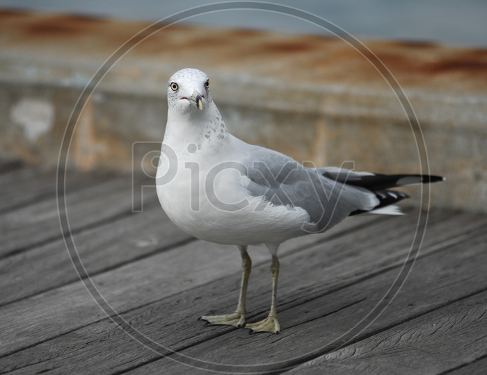 An European herring gull on the boardwalk