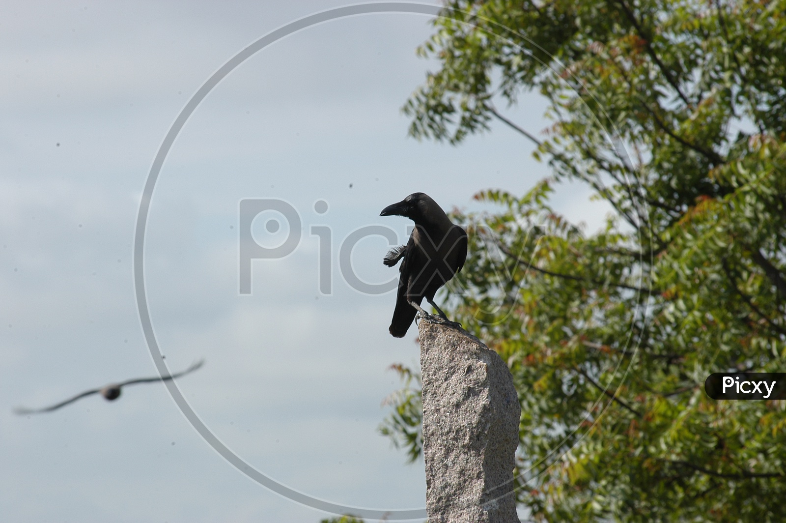 Crow on a concrete pole