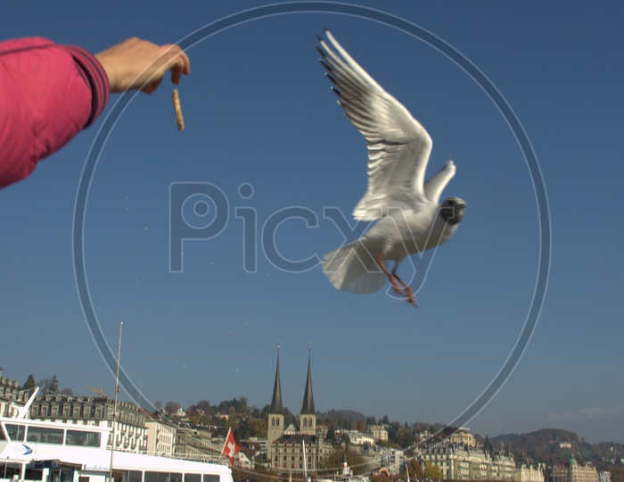 Man throwing a biscuit onto the European herring gull