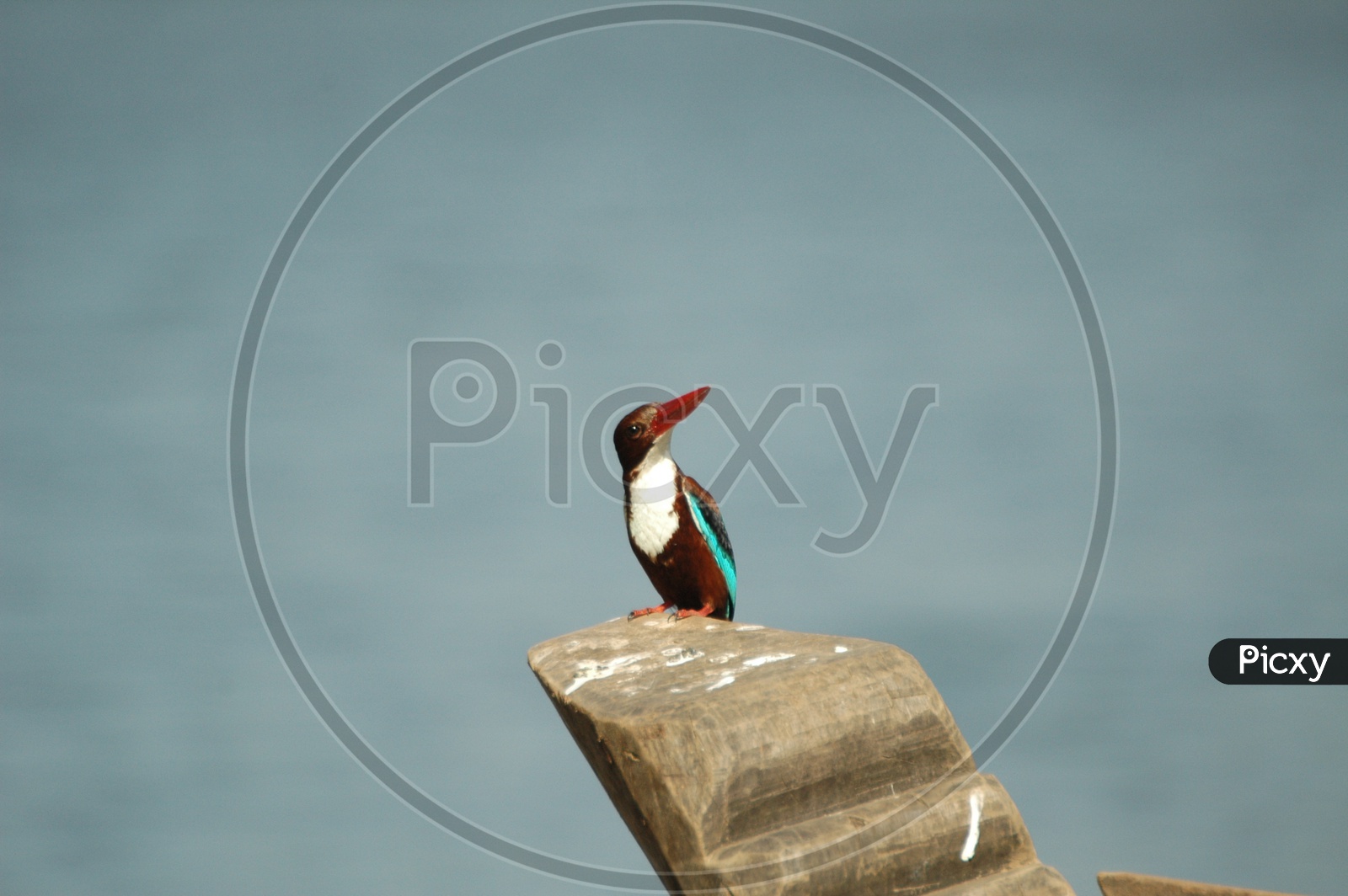 White throated kingfisher, also known as white breasted kingfisher