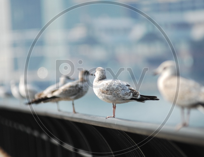 A group of Ring billed gulls