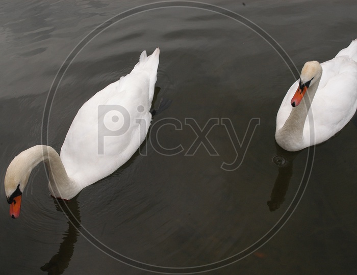A couple of Tundra Swans moving on the pond water