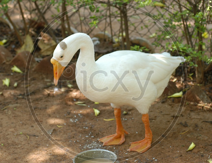 A Duck drinking water