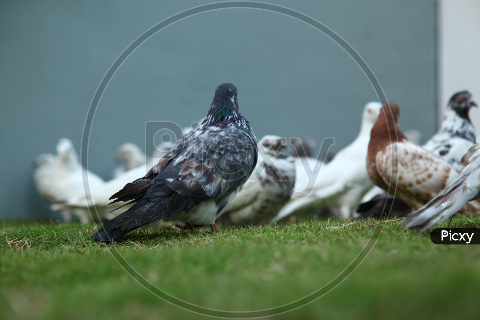 Pigeon birds