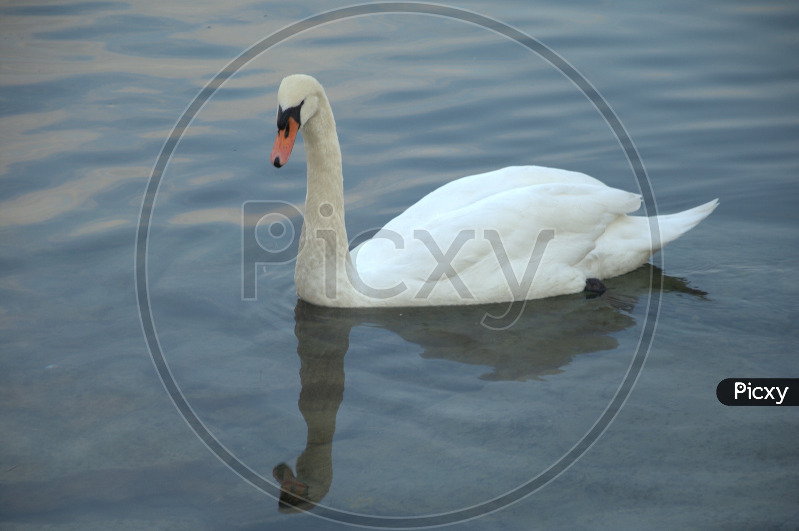A Tundra Swan moving on the water