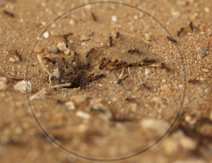 Black carpenter ants moving into the hole on the ground