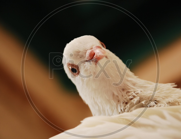 A Dove's beak