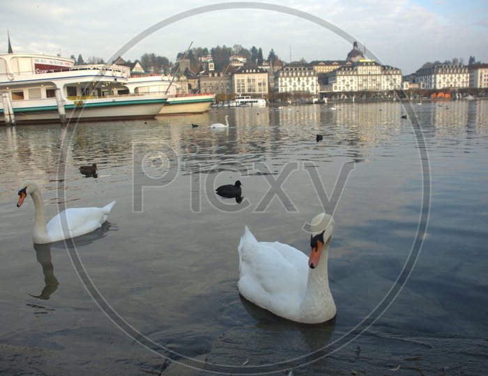 A Couple of Tundra Swan moving on the water alongside the Prague Castle