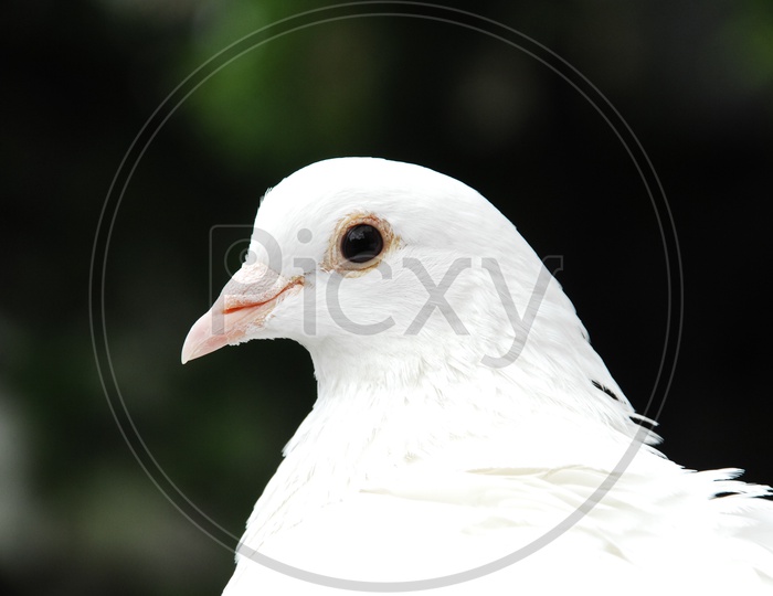 Close up shot of dove bird
