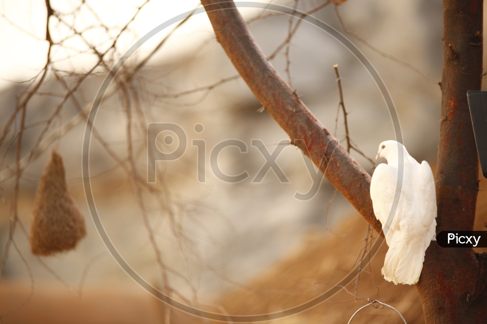 dove bird on tree