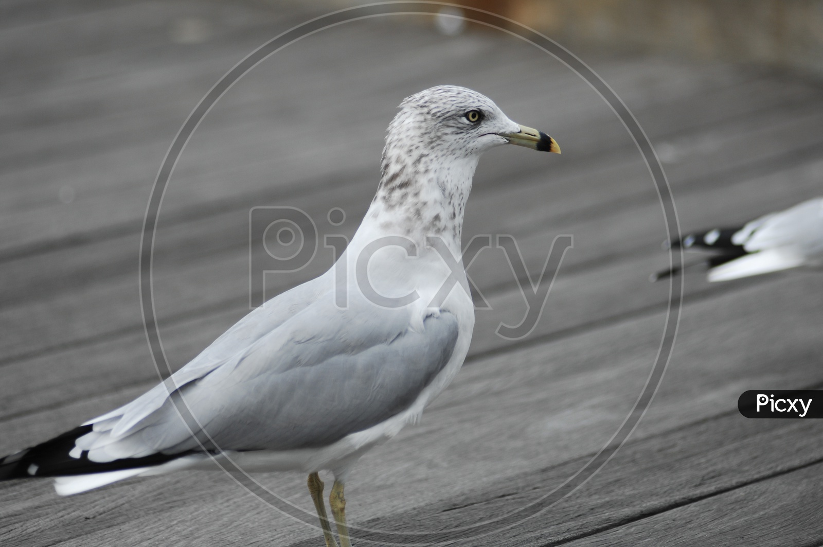 An European herring gull