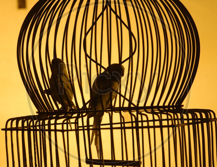 Silhouette of birds in a cage
