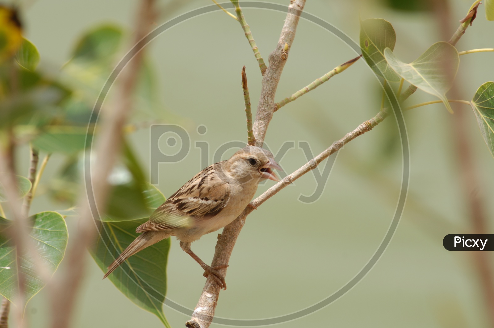 A house sparrow on the branch