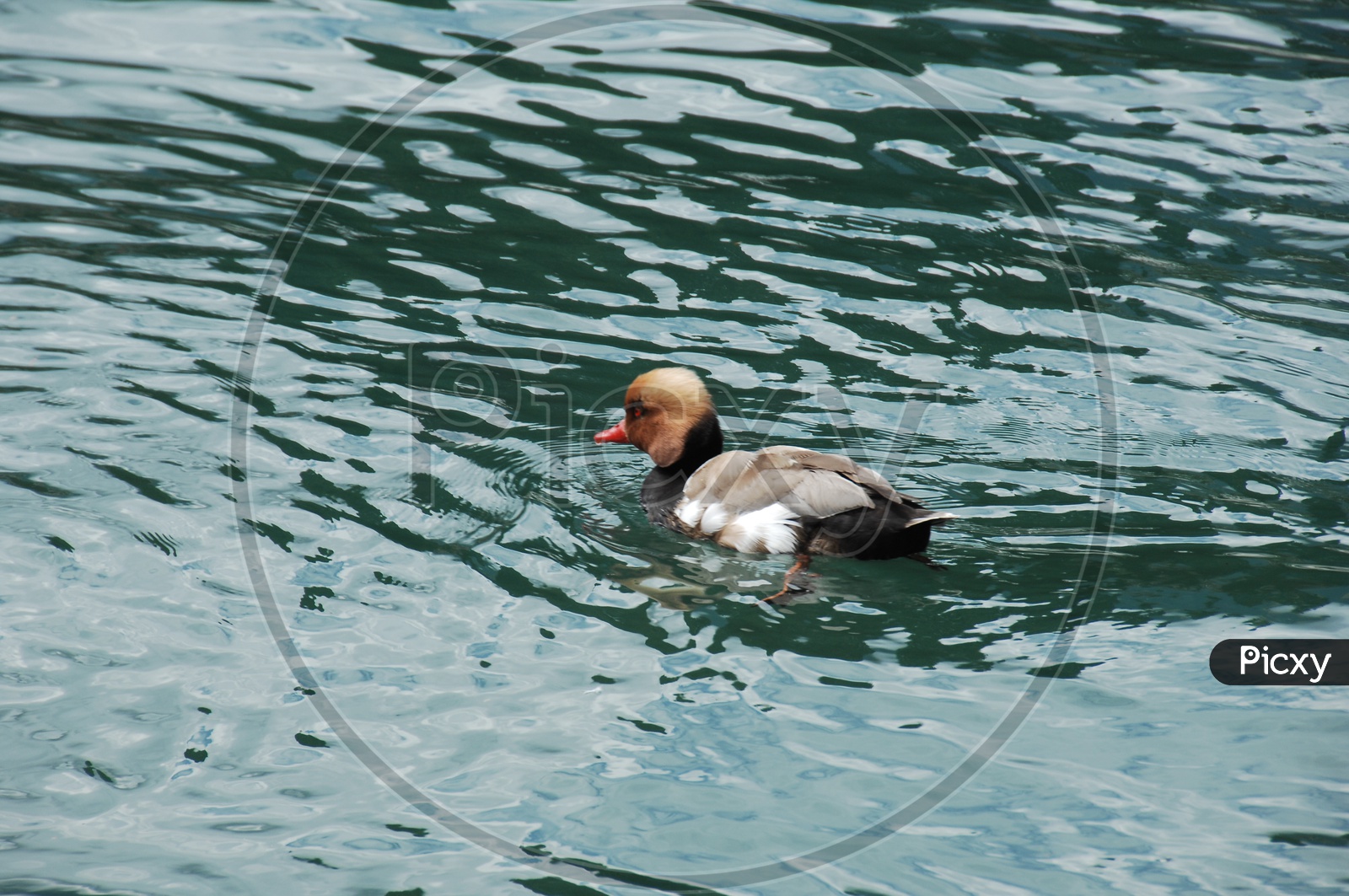 pochard duck sailing in water