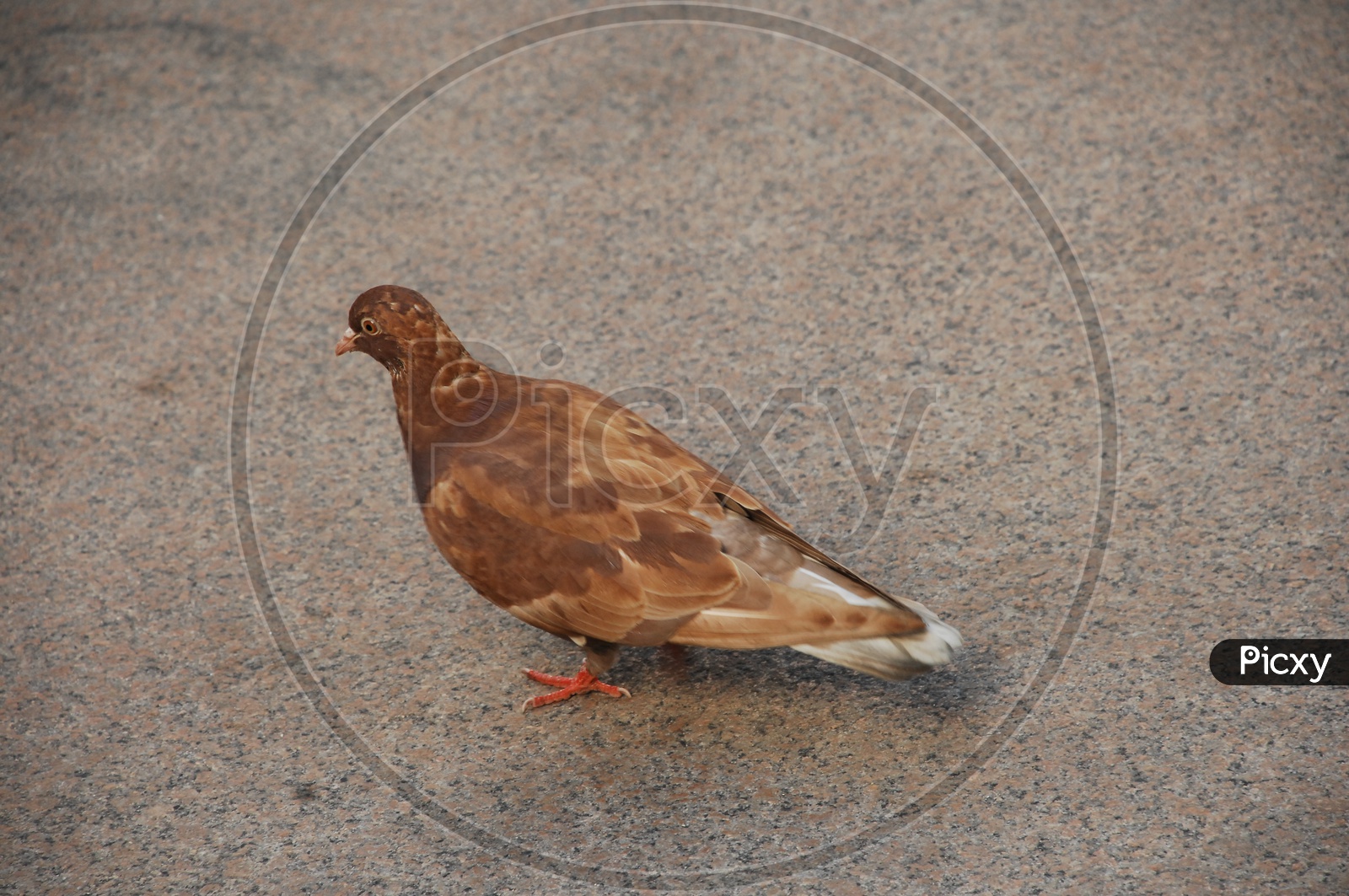 brown Pigeon bird