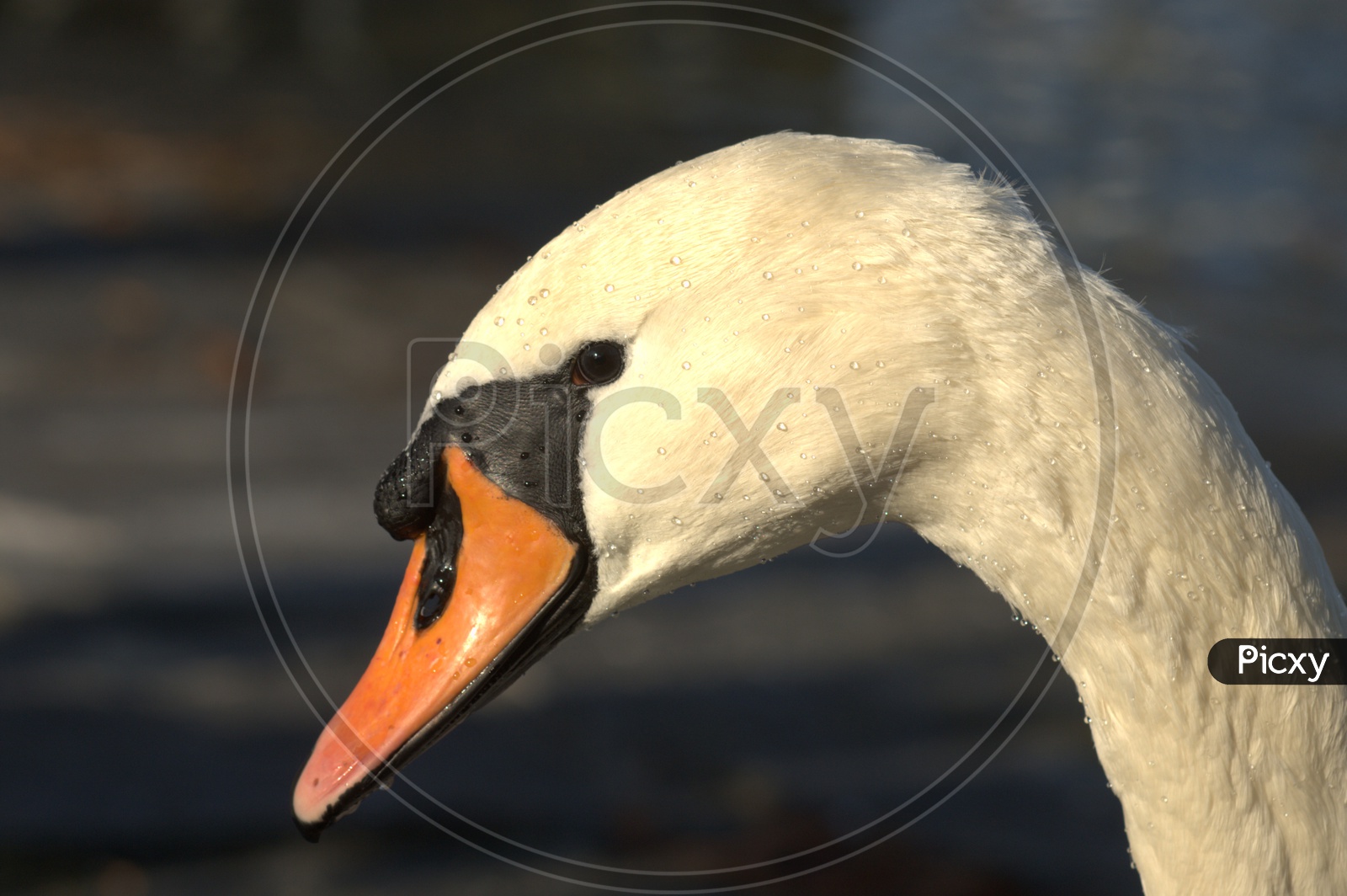 A Tundra Swan's head