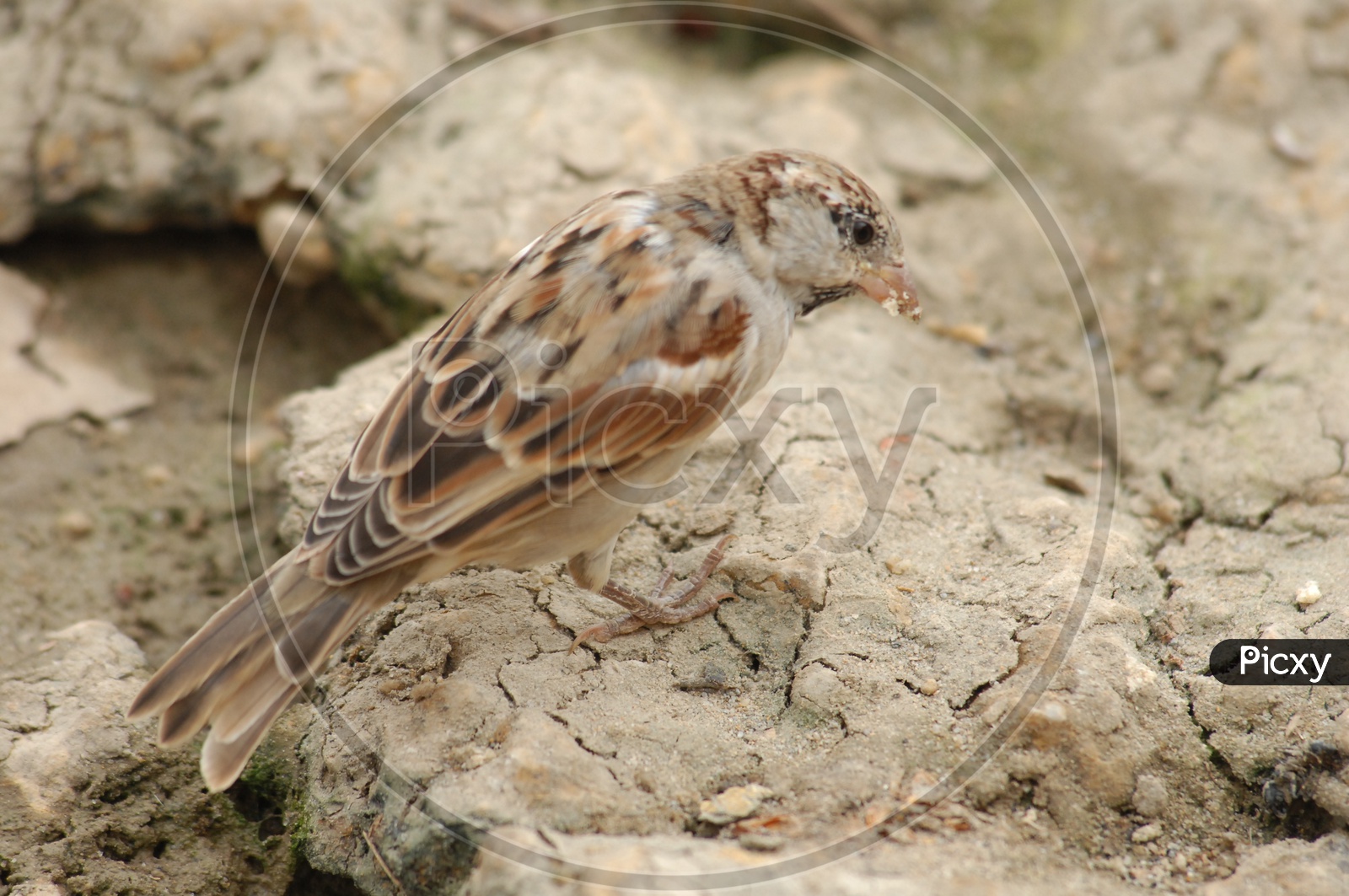 A Field sparrow along the tree branch