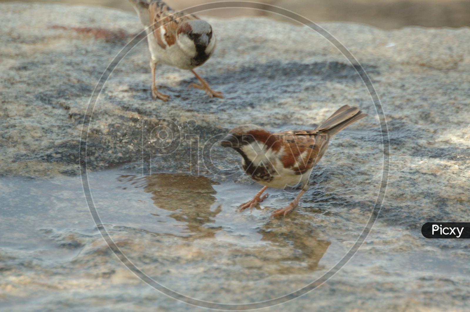 A Couple of house sparrows playing in the water