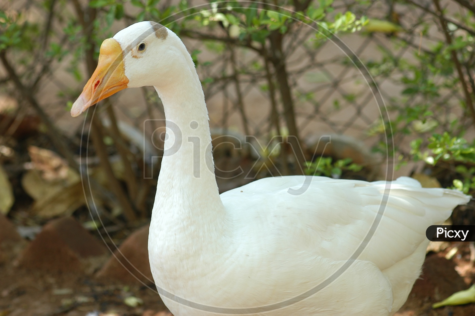 A Duck's Neck