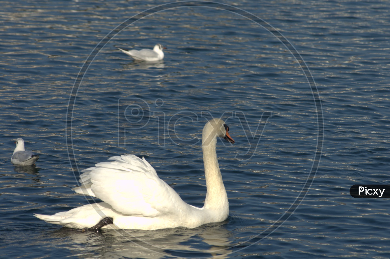 A Tundra Swan along its cygnets moving on the water