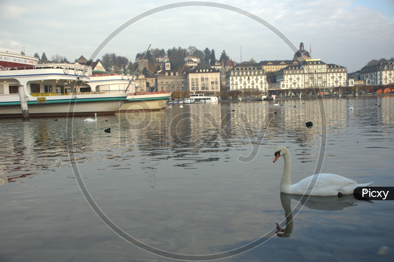 A Tundra Swan moving on the water alongside the Prague Castle