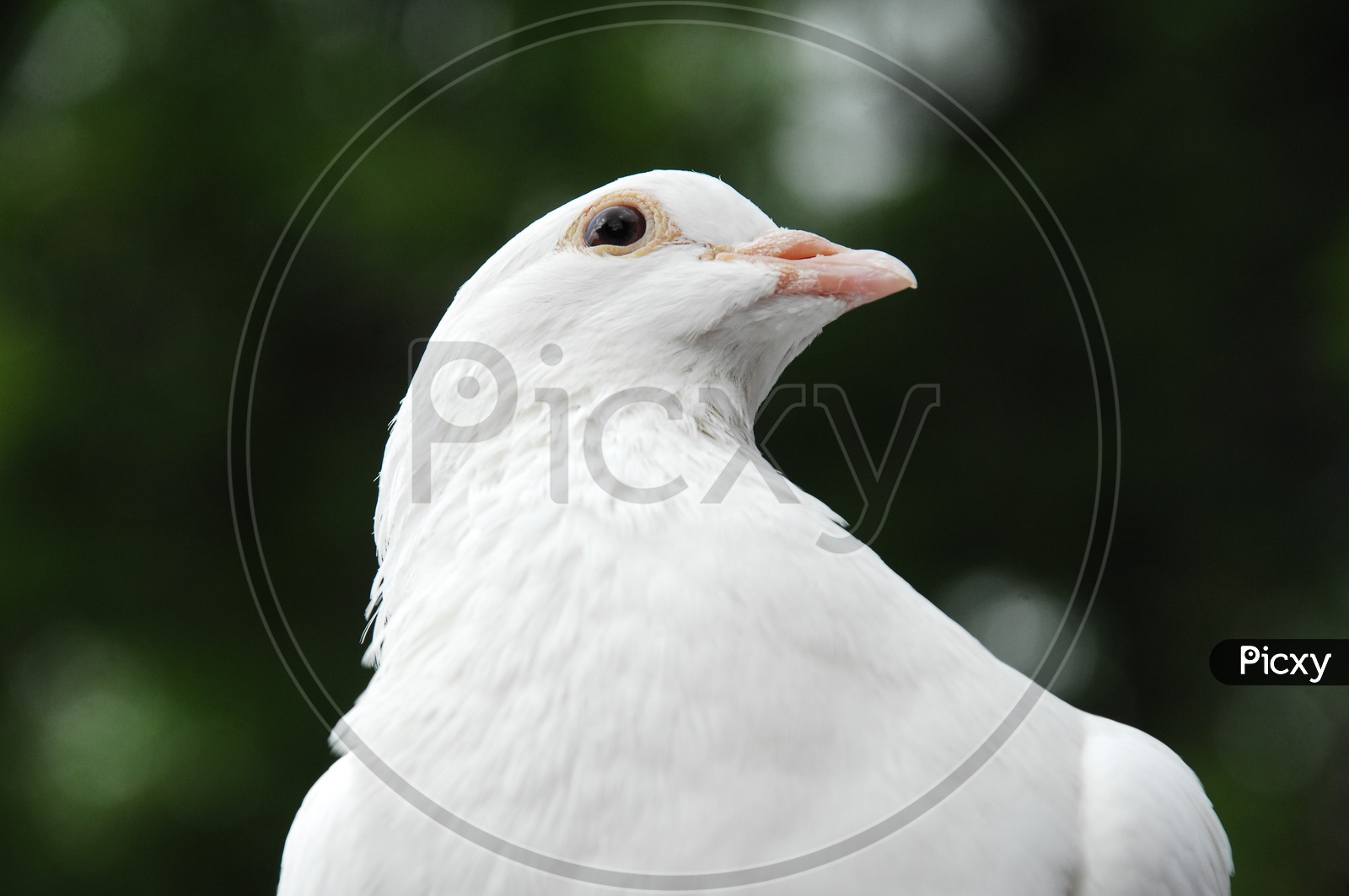 Closeup of a Dove's Head