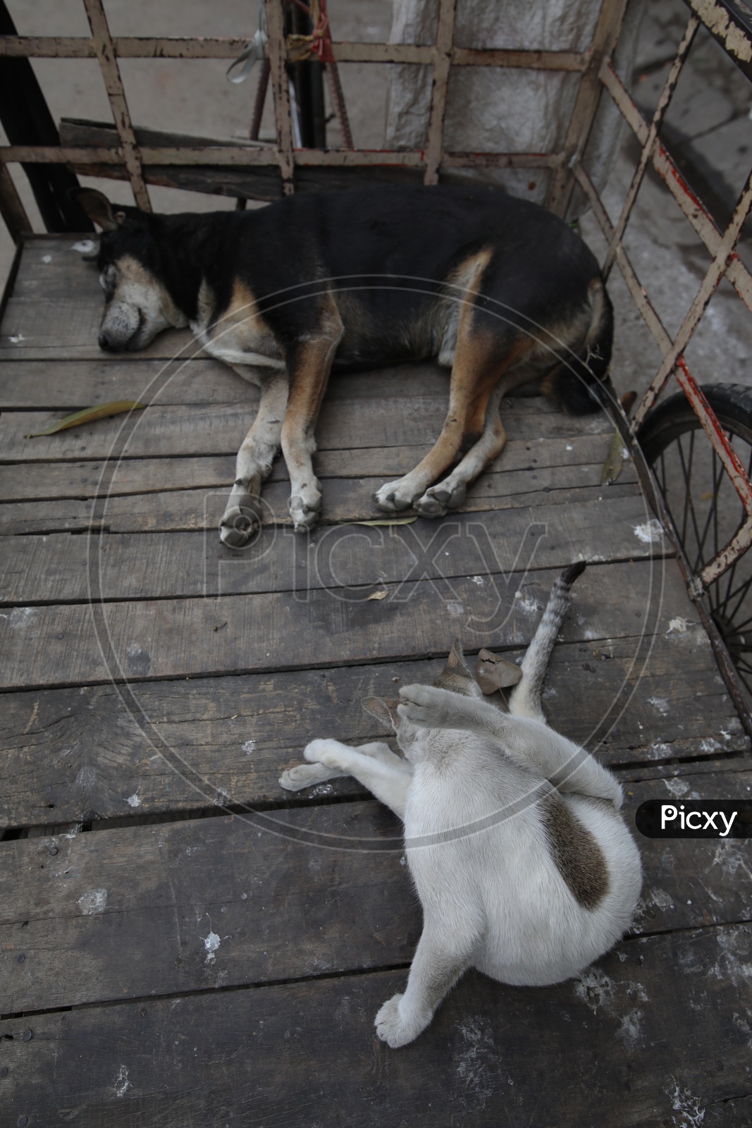 A Stray Dog And Cat Sleeping