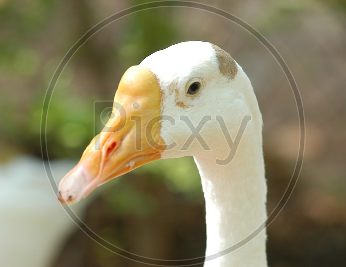 A Duck's beak