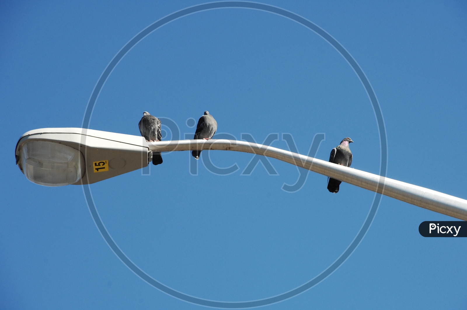 Pigeon birds on street light