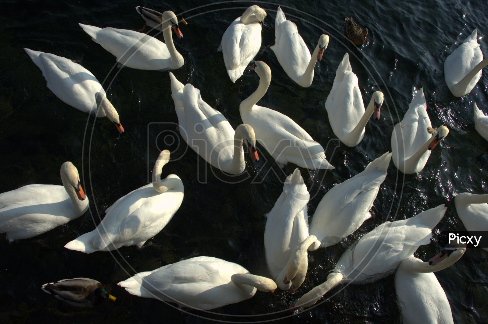 A Wedge of Swans