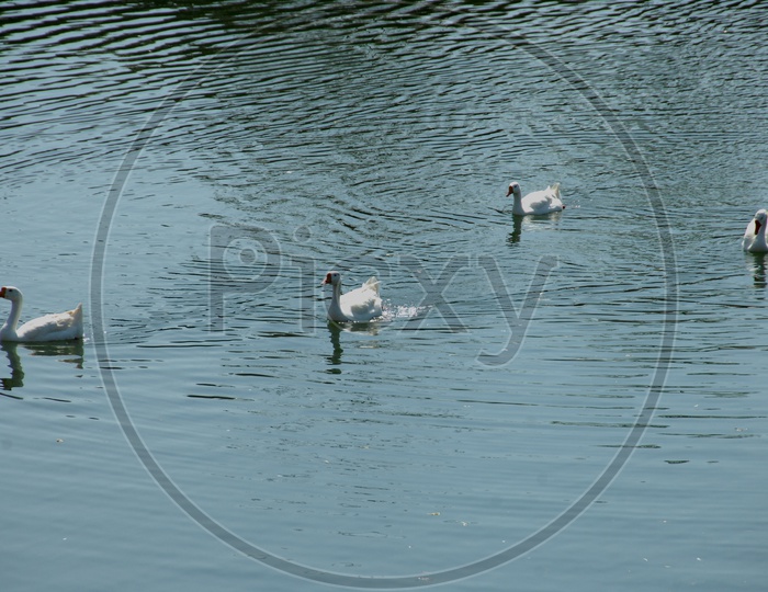 A Couple of Tundra Swan moving along on the pond water