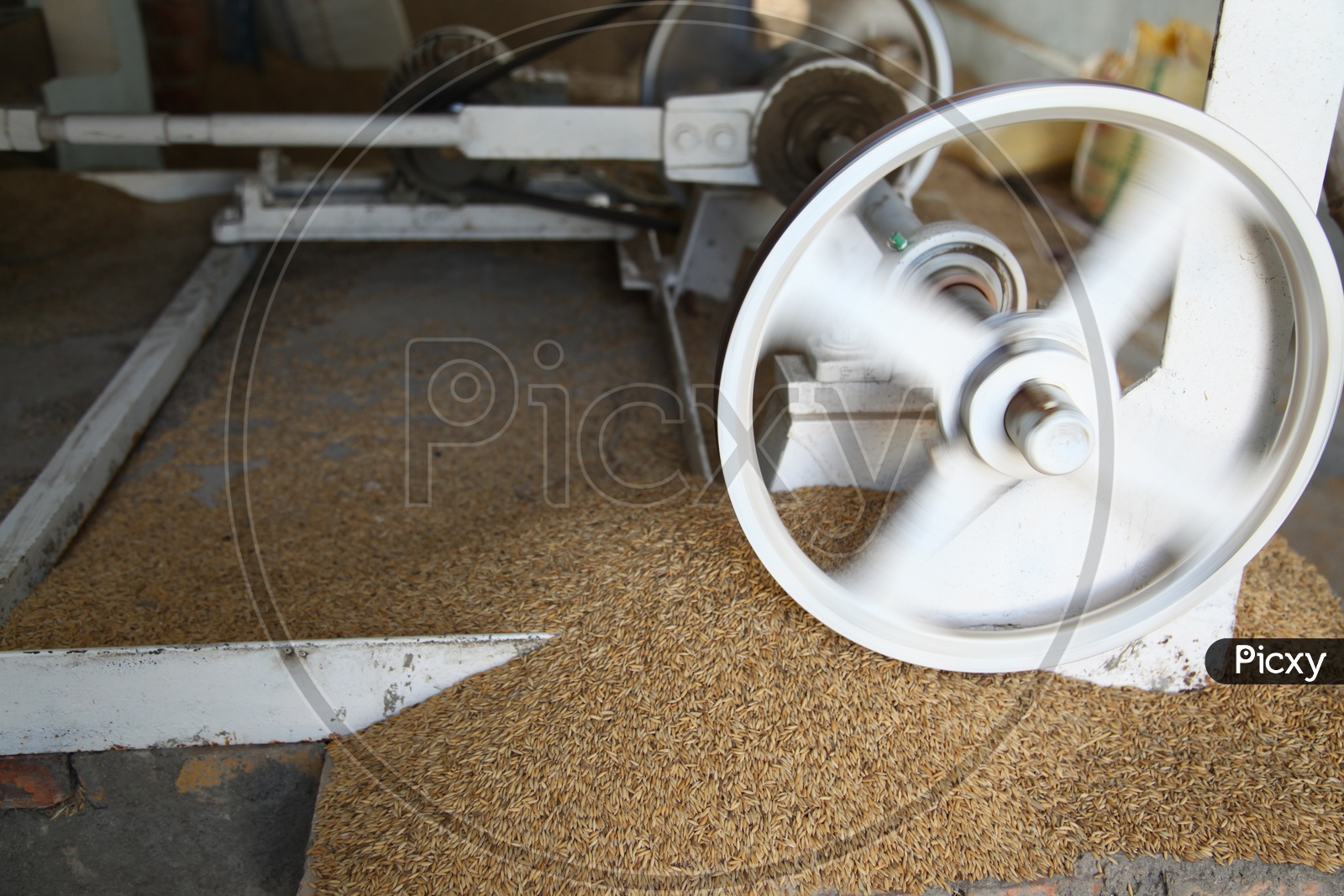 Processing Paddy in a rice mill