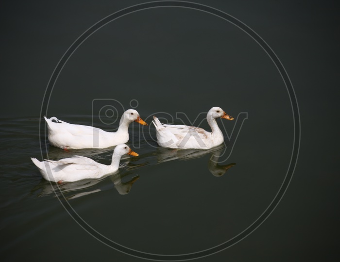Goose sailing in water