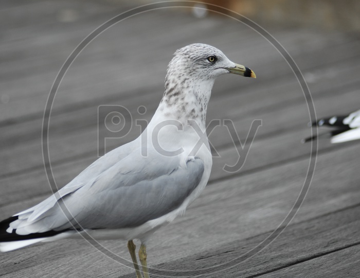 An European herring gull